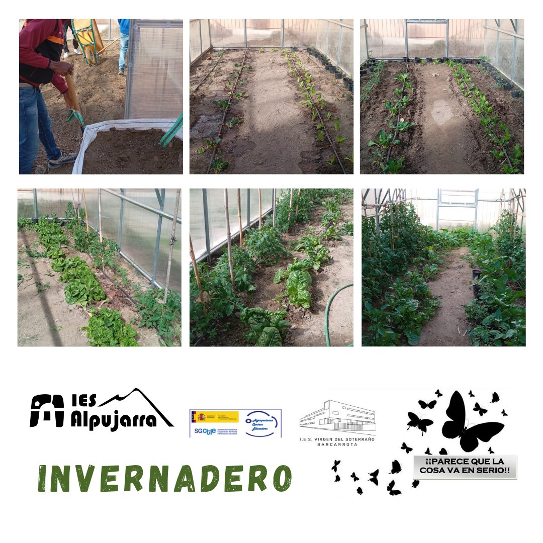 Otro trabajo dentro del Proyecto de #agrupaciondecentros "Parece que la cosa va en serio". El alumnado de ATAL ha construido este invernadero y ha ejecutado todo el proceso desde la siembra hasta la recolección de unas hortalizas que son extraordinarias. 🤩

🌷🌱🌿🥕🎋🪴🌹🌺🪻🦋