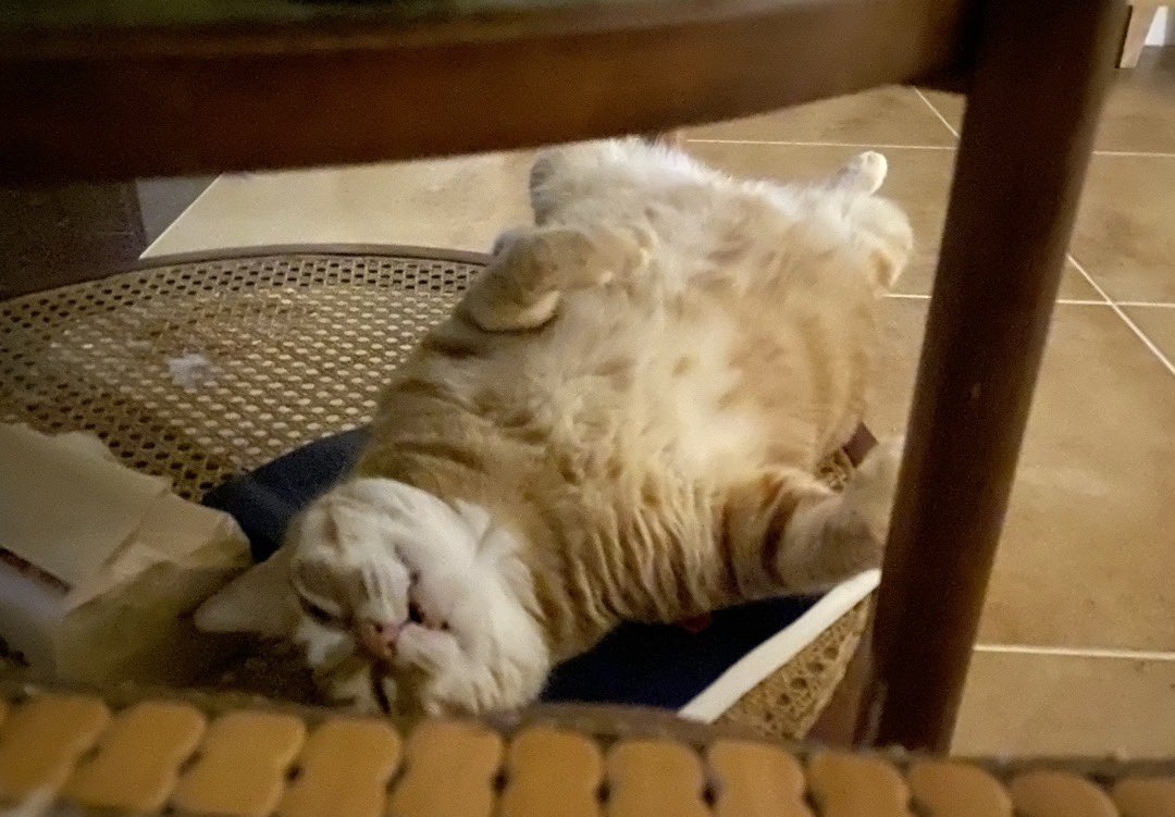 _Pammmm_'s tweet photo. 睡着的黄猫 https://t.co/ZGVrP9WUpO