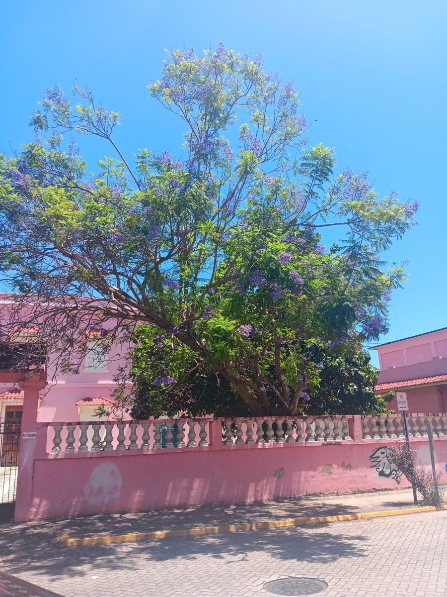 DanielCancel16's tweet image. ¡Primavera en Puerto Rico! En Ave. De Diego en Río Piedras, cerca de la Plaza Del Mercado. 👍👍👍👍🙂🙂🙂🙂🙂🙂🇵🇷🌎☀️