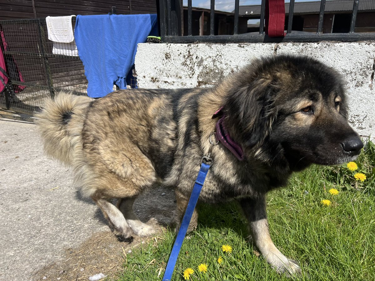Removed this big girl today,  a 2 year old Caucasian Shepherd. Living in a small flat, being left unattended for prolonged periods and not walked. Owner accepted not coping &amp; didn’t realise she would be so big after getting as a pup. Now safe &amp; a fresh start to look forward to