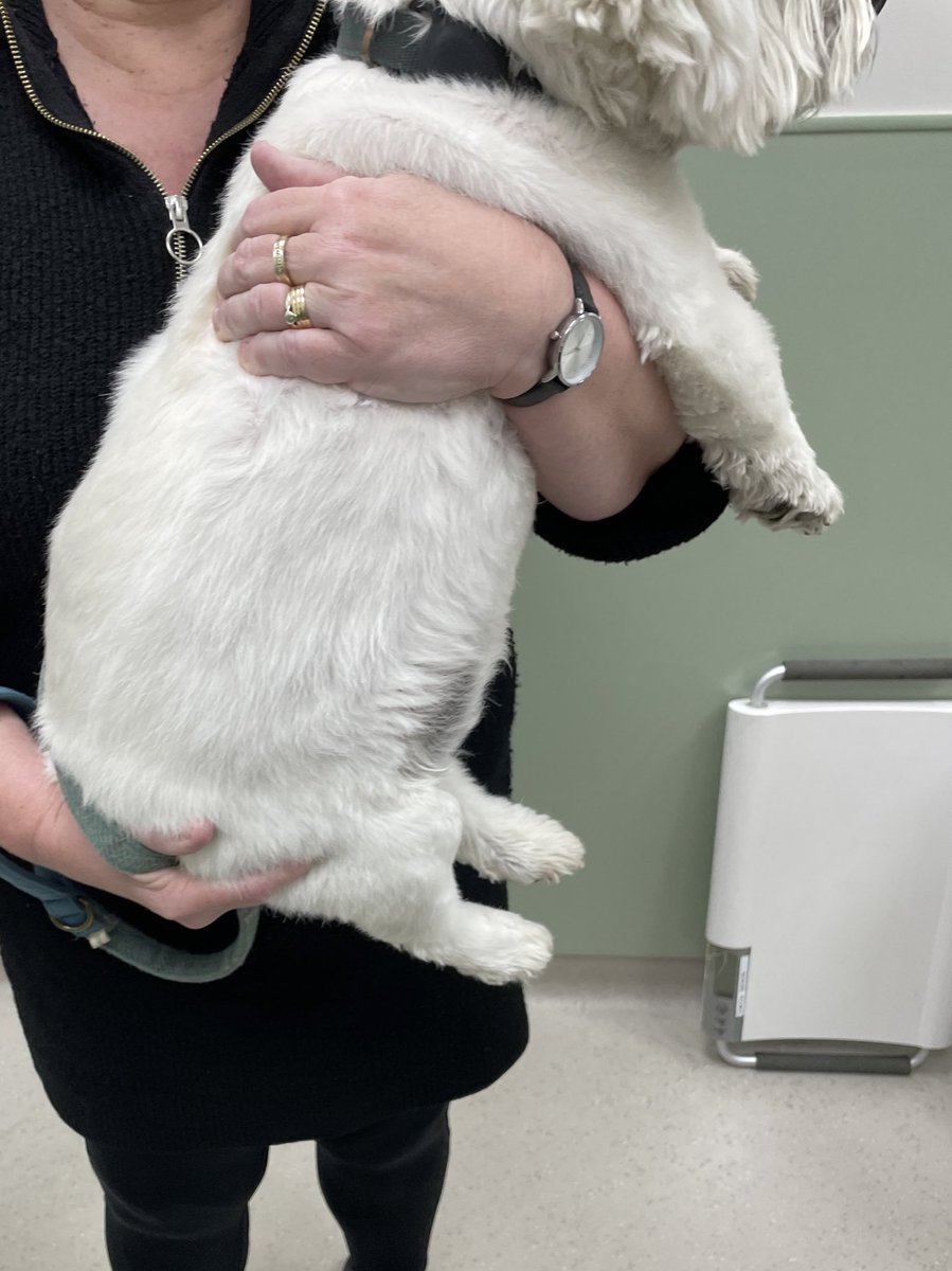 Hey pals, when I was at vets it was a different lady. She noticed my heart rate slow for a small dog. So she checked my notes and that is normal fur me, but humans didn’t know. 
Sis said it not becuz I athletic, how ROOD 😡 then she said I looked fat 😤 I clearly just bloated🐾🥰