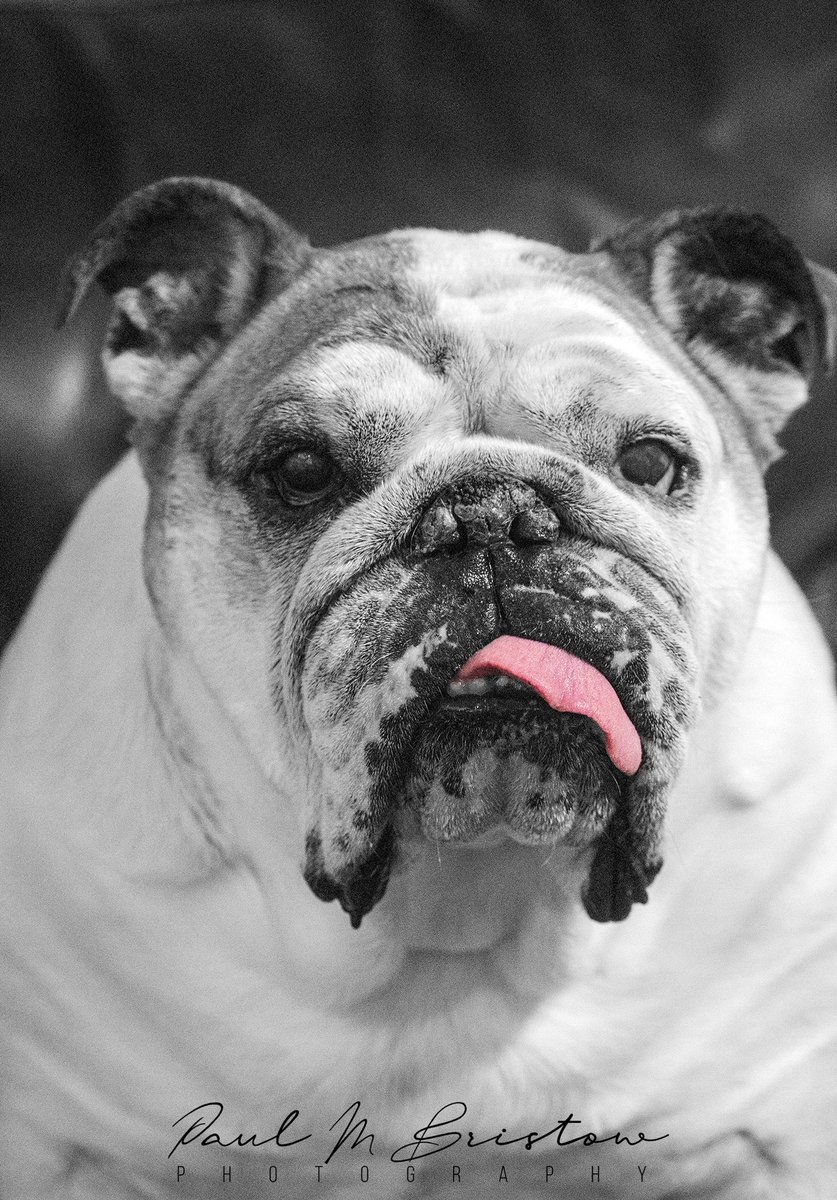 mooneyflyboy's tweet image. Our 8 year old Bulldog Sam!  
#bulldog #bulldoglover #dogsoftwitter