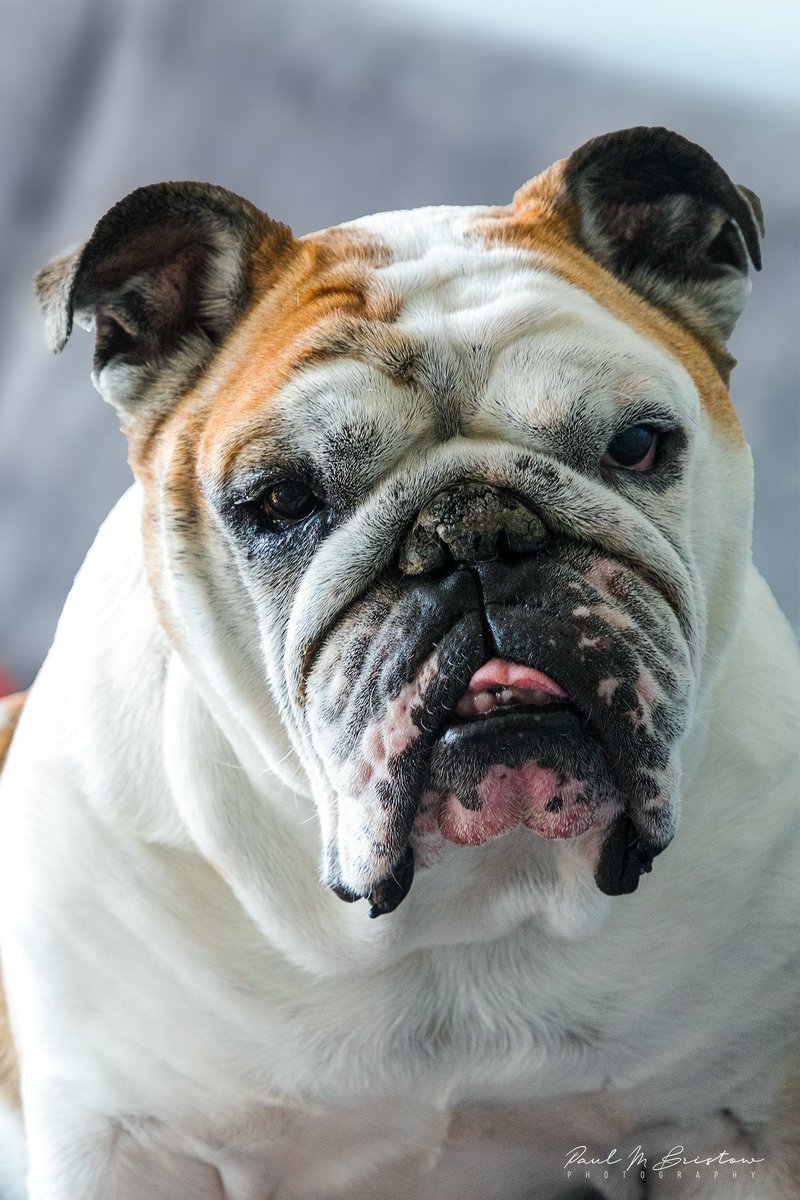 mooneyflyboy's tweet image. Our 8 year old Bulldog Sam!  
#bulldog #bulldoglover #dogsoftwitter