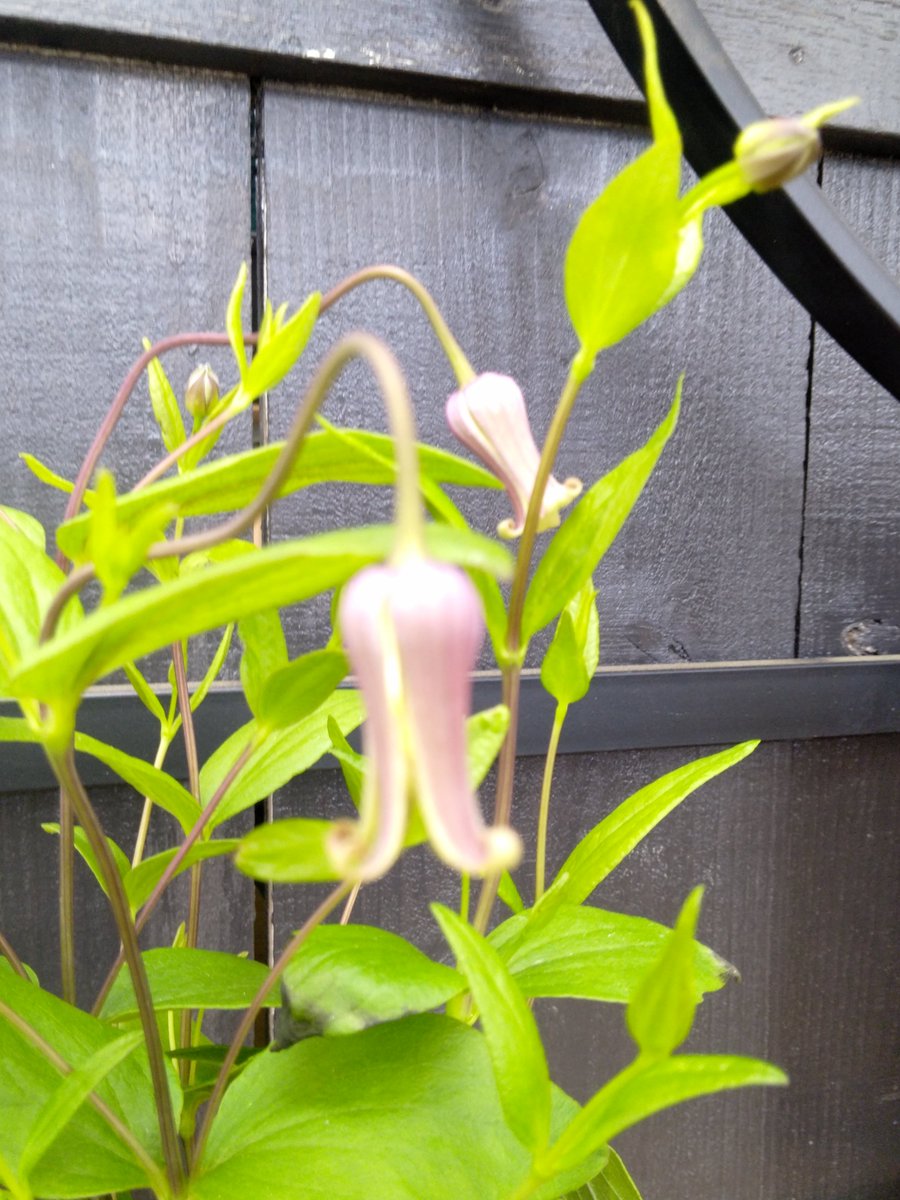 クレマチス アルビコマ 大木ナーセリー 正規品 レア品種 クレマチス