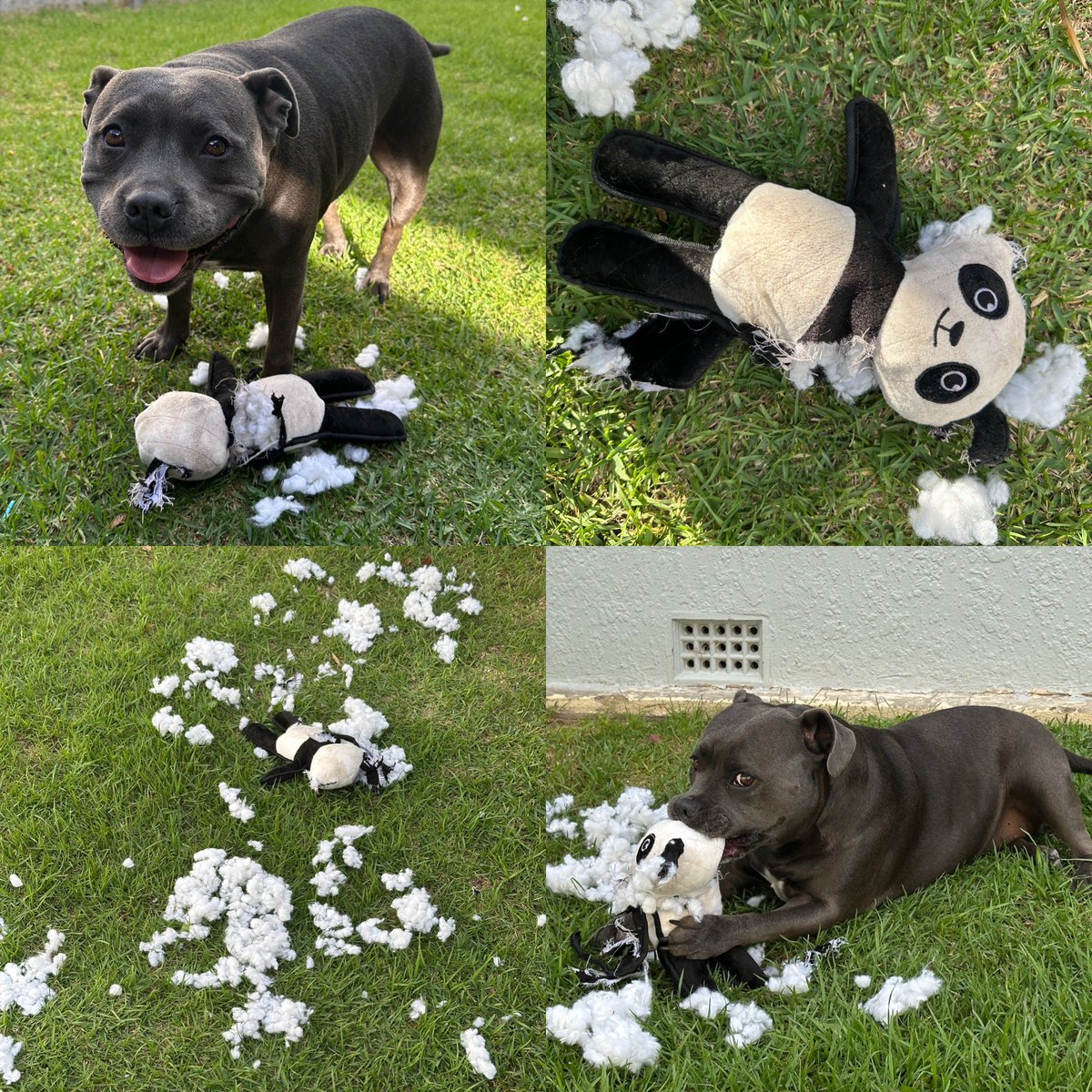 why i can’t have nice things…

#DogsofTwittter #dogsoftwitter #CuteAnimals #animals #baby #cutedogs #dog #doggy #dogs #dogsofaustralia #doglove #doglife #puppies #puppy #puppylove #puppyspam #staffy #staffypuppy #staffylove #bluestaffy #love #furbaby #izzy #wolfpig #wolfpiggy