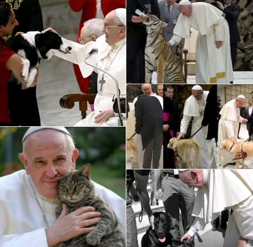 pablocasx1's tweet photo. El santo papá decía que los animales van al cielo y pedía respeto hacia ellos
Quedemos con su concejo y brindemos amor a los animalitos
Descansa en paz Santo papa .

#PapaFrancesco  #PapaFrancisco https://t.co/asVWSoEpKr