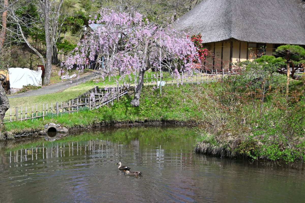 kitakami_kanko's tweet photo. 北上駅観光案内所です。  
北上展勝地　桜開花状況       
桜並木　散り始め～落花盛ん    
一山園　7分咲き～満開   
陣ケ丘　5分 ～ 落花盛ん  
民俗村　3分～散り始め https://t.co/iwP8hexIFY