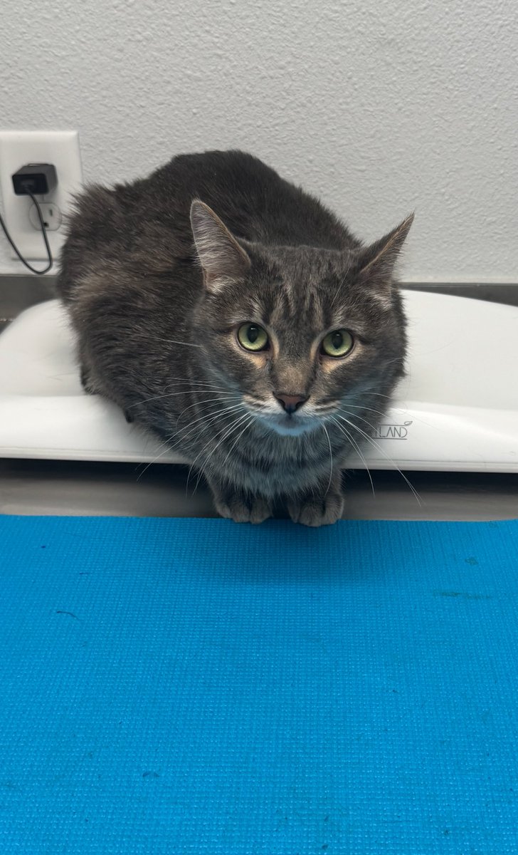 Link is getting a check-up today. #Cats
