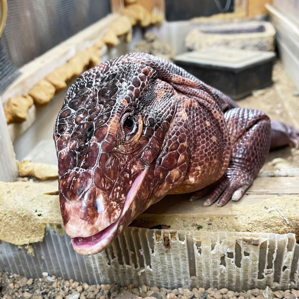 reptilescafe's tweet photo. 曇天が続く横浜 お店は通常営業(11時〜17時、L.O.16時)です
なお、GW期間は
28日(月)休業
29日(火)営業
30日(水)休業
5月1日(木)〜6日(火)営業
7日(水)〜9日(金)休業
となります
写真は
#アルゼンチンレッドテグー さんです
#爬虫類カフェ #reptilescafe
#レッドテグー #テグー #RedTegu #Tegu https://t.co/sWW1jrIQIJ