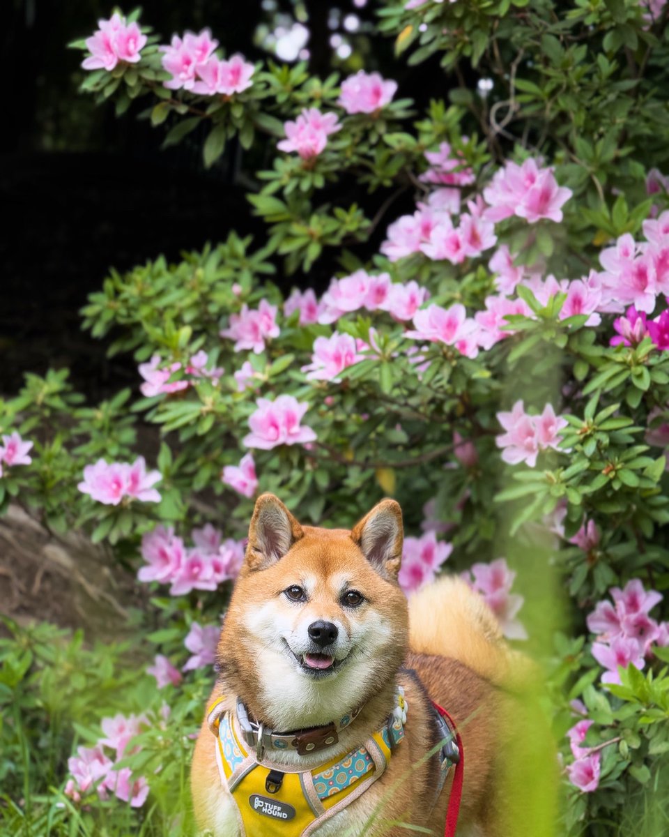 pandacross4wd's tweet photo. 今日の こがねちゃん
サクラ、タンポポに続いてツツジ バージョン
#柴犬 #胡麻柴 #日本犬 #shibainu #shiba_snap #ツツジ #azalea #岐阜市 #難病カメラマン #shotoniphone #inuclub_jpn #tokyocameraclub #total_dogs #iphoneportrait https://t.co/eJOu5SDp8Z