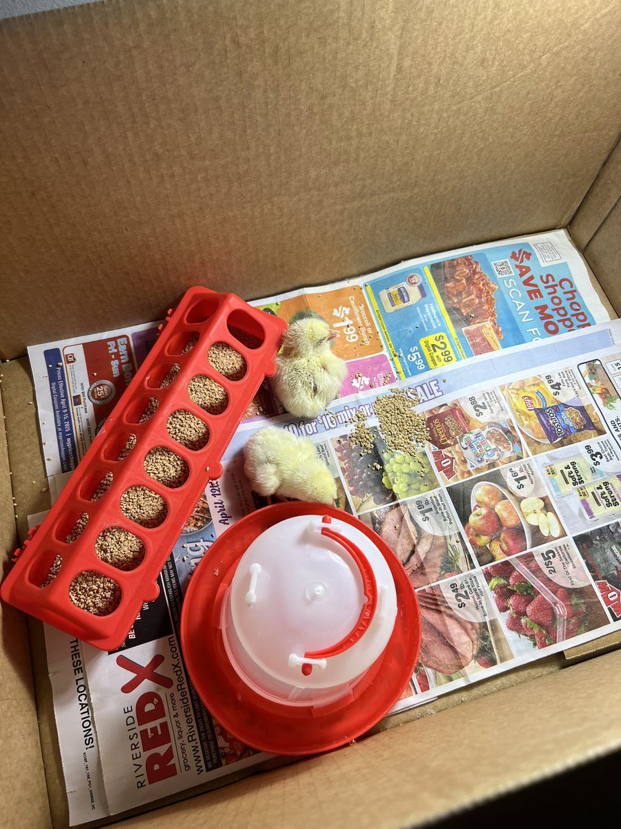missksutton's tweet image. We got to watch the chicks hatch on Earth Day and then they came to visit🐣@ToppingBulldogs
