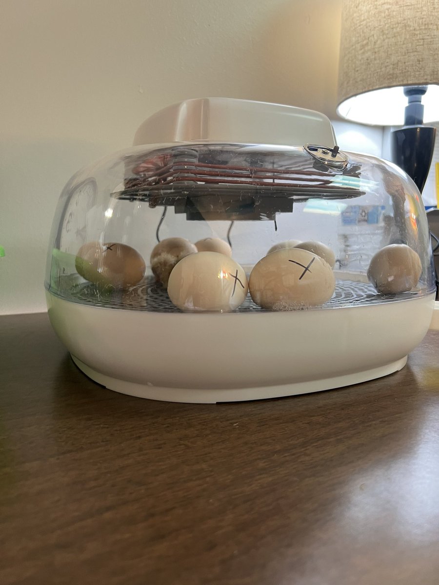 missksutton's tweet image. We got to watch the chicks hatch on Earth Day and then they came to visit🐣@ToppingBulldogs