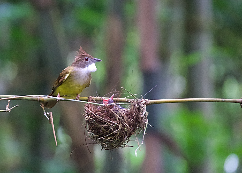 asmanraptor's tweet photo. [Alophoixus bres], Brown-cheecked Bulbul. 
In Tier 1 of adoption priority in Jatimulyo bird-friendly village for population growth. The nest adoption is part of a bird conservation effort initiated by the community of Jatimulyo village and facilitated by KTH Wanapaksi. https://t.co/KUA3q7OUnu