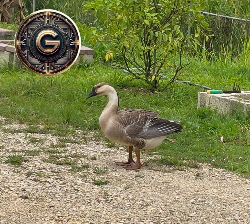 Goose night #GOTTI ❤️
I love my G's. 

gottifoundation.org

<a href="/GottiToken/">GOTTI</a> <a href="/MKidGOTTI/">MKidGOTTIFounder</a>
#GOTTI #SOL #CryptoInvestors 
#solanatoken #CryptoWealth 
#BTC <a href="/Grind_Time84/">Grind_Time84</a> <a href="/Guy_X_post/">Guy</a>
<a href="/Mary67454922/">Mary</a> <a href="/erikscholten60/">🩺Dr Gotti</a> 
<a href="/melbelcourt/">MelB</a> <a href="/Tammyjrz/">💫Tammy J</a>  <a href="/Legal_boss1/">Legalboss</a> <a href="/sabrota777/">Hussein</a>
<a href="/FaiNT_Arted/">FaiNT ⛩️ DSKDAO</a>