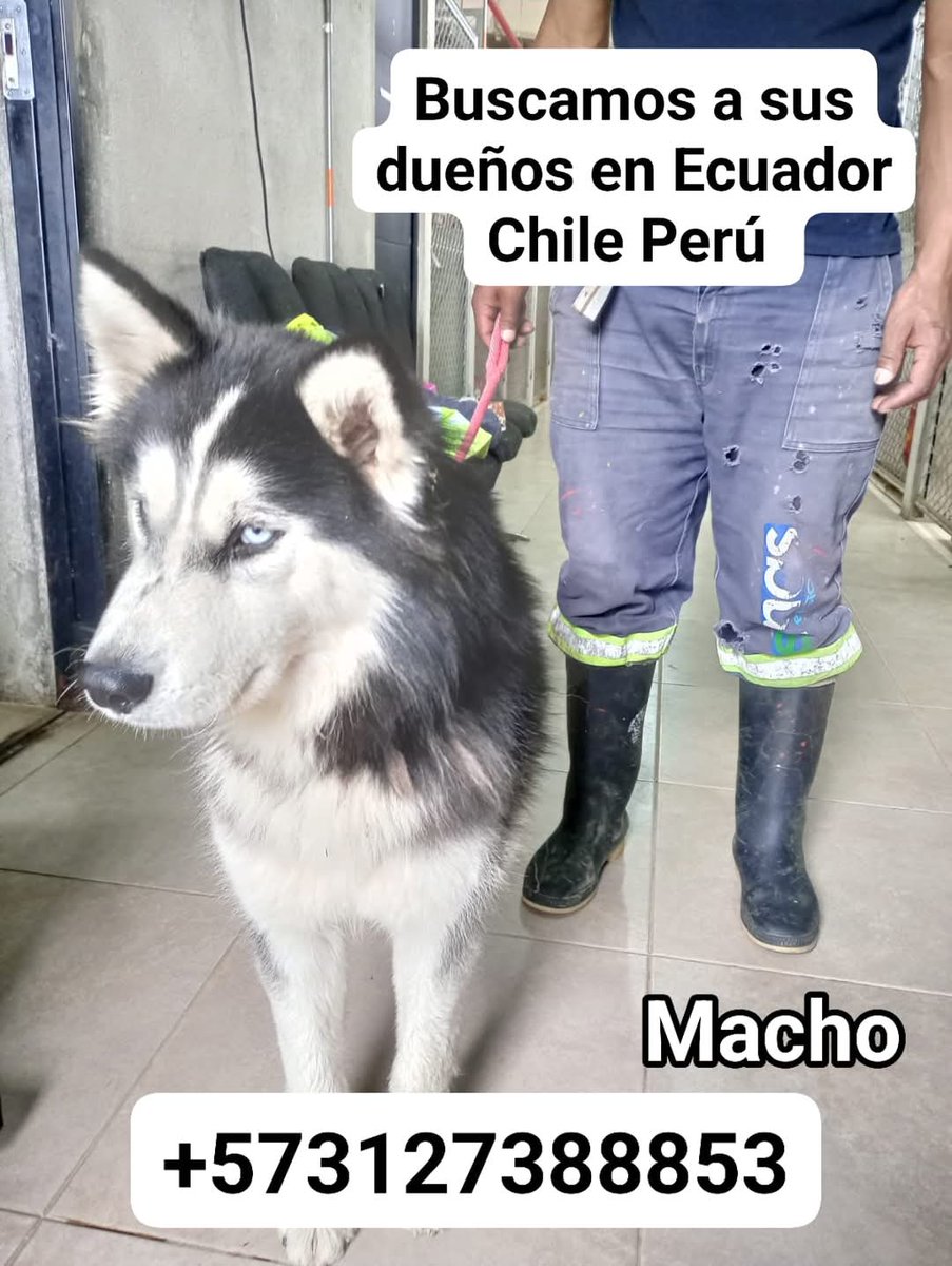🇨🇴En Colombia les quitaron este perro a venezolanos que se lo robaron a sus dueños en chile necesitamos ubicar a su familia..al pobre perro ya lo estaban vendiendo Pero se lo lograron quitar. Por favor difundir.<a href="/AlianzaLati1/">Alianza Latina Animalista</a> <a href="/Vavi49060688/">Vavi</a>