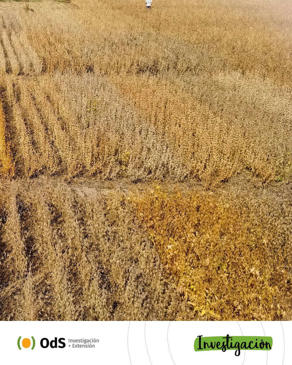 🚜🫛Avanzamos en la cosecha de #Sojero, nuestro programa de evaluación de cultivares, fechas de siembra  y nuevas tecnologías para el cultivo de soja.

#ODSInvestigación #OjosDelSalado
#Sojero #ECRSoja #Cosecha2025 #AgroInnovación #CampoConDatos #ConsultoraAgro #20añosODS