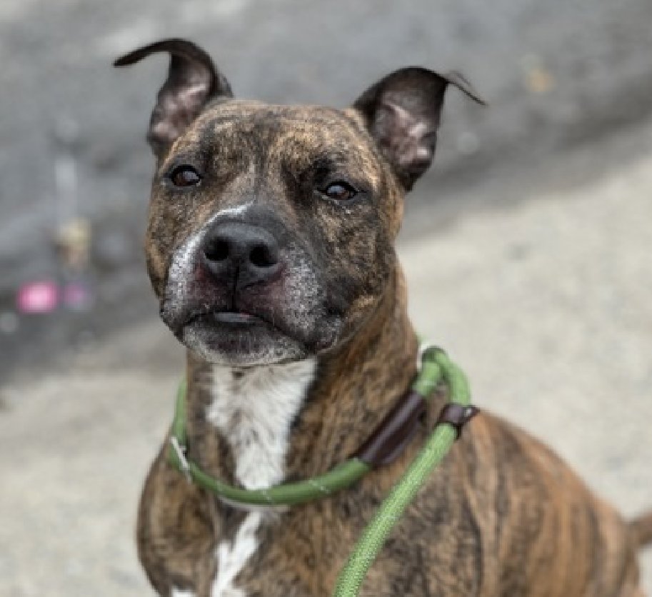 NMBewitched's tweet photo. My Beloved Turbo💔
Rambo & Shelby😭
Their lives cannot be in vain
I would like to transfer their #Pledge to the #Medicals on the Kill List for 4/26 #NYCACC
Barley, Canoe & Mo
All dumped for #MedicalExpenses
No behavior Issues
In desperate need of #Pledges & #Fosters https://t.co/KlYpqhSN8V