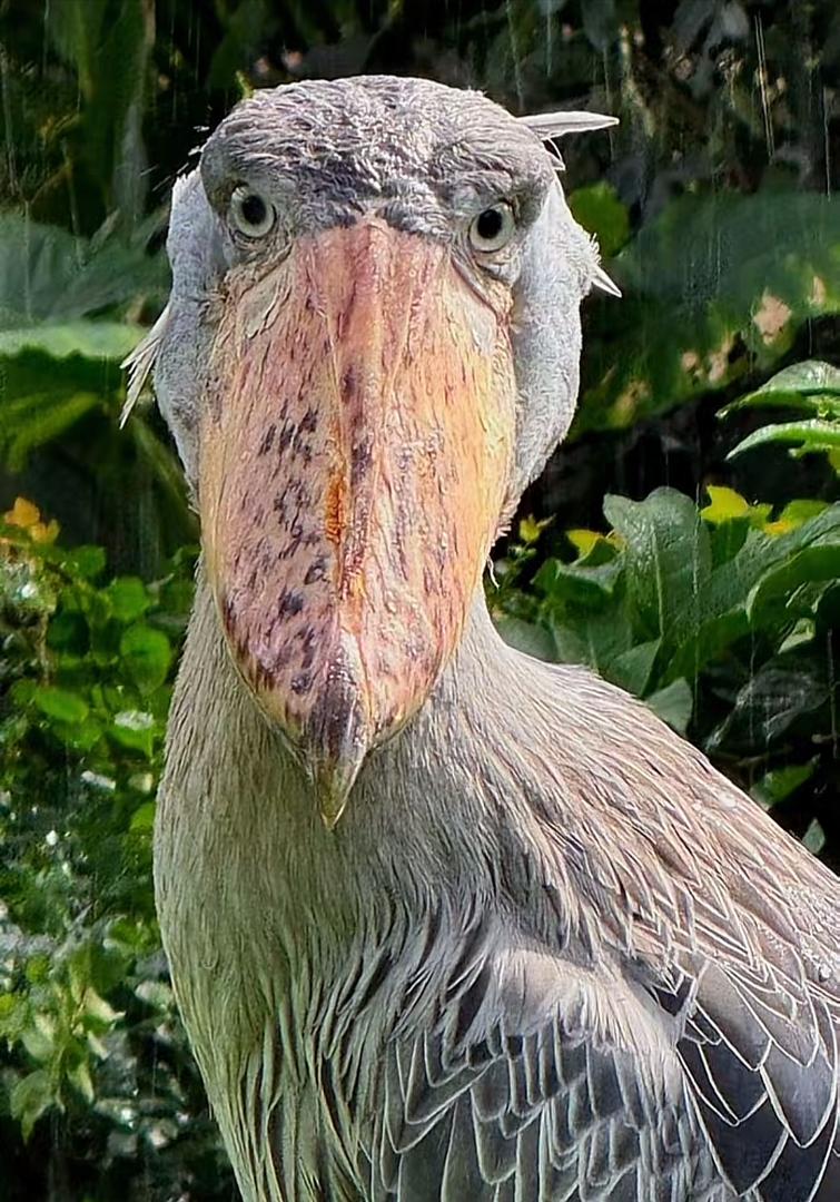 MUSANAJAMES4's tweet photo. why do they say that this bird is ugly?
#ExploreUganda https://t.co/64AbHMUpwg