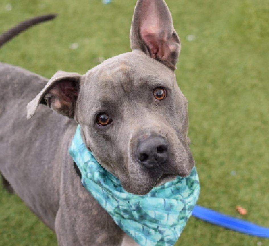 NMBewitched's tweet photo. My Beloved Turbo💔
Rambo & Shelby😭
Their lives cannot be in vain
I would like to transfer their #Pledge to the #Medicals on the Kill List for 4/26 #NYCACC
Barley, Canoe & Mo
All dumped for #MedicalExpenses
No behavior Issues
In desperate need of #Pledges & #Fosters https://t.co/KlYpqhSN8V