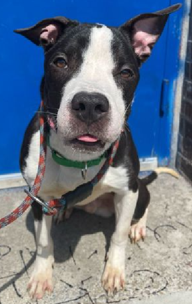NMBewitched's tweet photo. My Beloved Turbo💔
Rambo & Shelby😭
Their lives cannot be in vain
I would like to transfer their #Pledge to the #Medicals on the Kill List for 4/26 #NYCACC
Barley, Canoe & Mo
All dumped for #MedicalExpenses
No behavior Issues
In desperate need of #Pledges & #Fosters https://t.co/KlYpqhSN8V