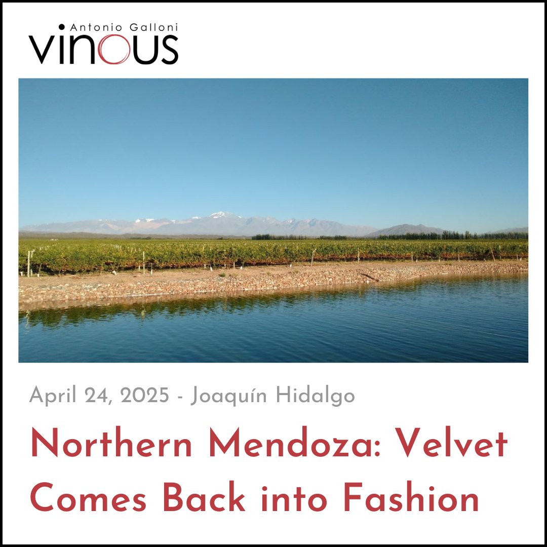 "Not so long ago, Argentine reds turned heads for their rich flavors and velvety textures. Velvet has returned, this time accompanied by modern wine styles." Read Joaquín Hidalgo's article, Northern Mendoza: Velvet Comes Back into Fashion, on Vinous now.

vinous.com/articles/north…