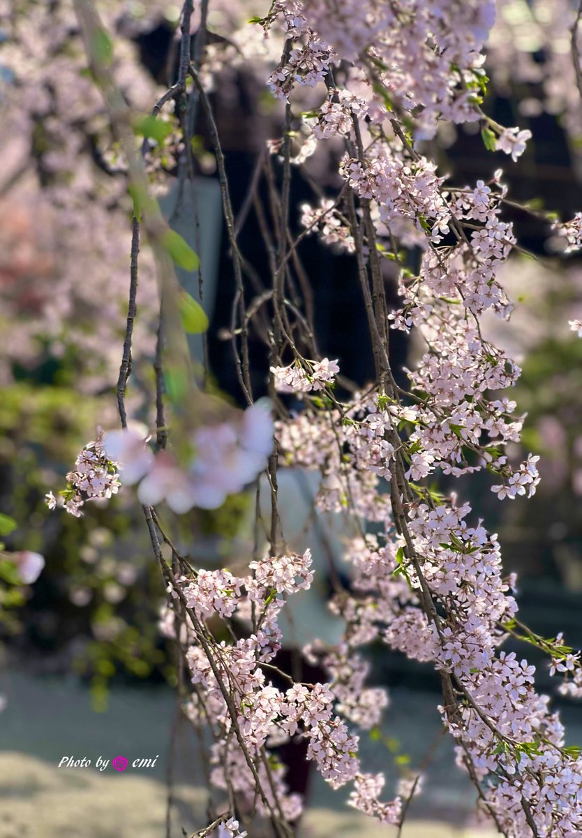 Rira_kumaEX's tweet photo. 𓂃🌸𓈒𓏸🫧✨𓂃🌸𓈒𓏸

おはよ(*ˊᗜˋ*)/♡ございます☀️

桜🌸の季節も終盤🫧✨𓂃🌸𓈒𓏸
まだ八重もあるかなෆ⃛(*ฅ́˘ฅ̀*)ｳﾌｯෆ⃛𓂃🌸𓈒𓏸

今週も繋がってくれてありがとう(🎀ᴗ͈ˬᴗ͈)

素敵な週末になりますように
           (*´ｰ`*人*´ｰ`*)💕🫧✨𓂃🌸𓈒𓏸 https://t.co/nkIqXJnKlX