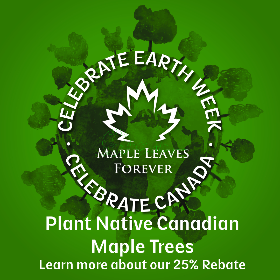 Celebrating Earth Week April 22 - 28? Consider planting Native Canadian Maple Trees! They help our earth in so many ways from reducing erosion, reducing water evaporation, providing habitat for animals, reducing CO2 pollution and of course giving us beautiful colours to enjoy.