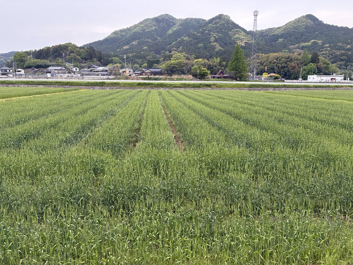VIOLATER3's tweet photo. なぜ米不足 https://t.co/7Gxhfid4GU