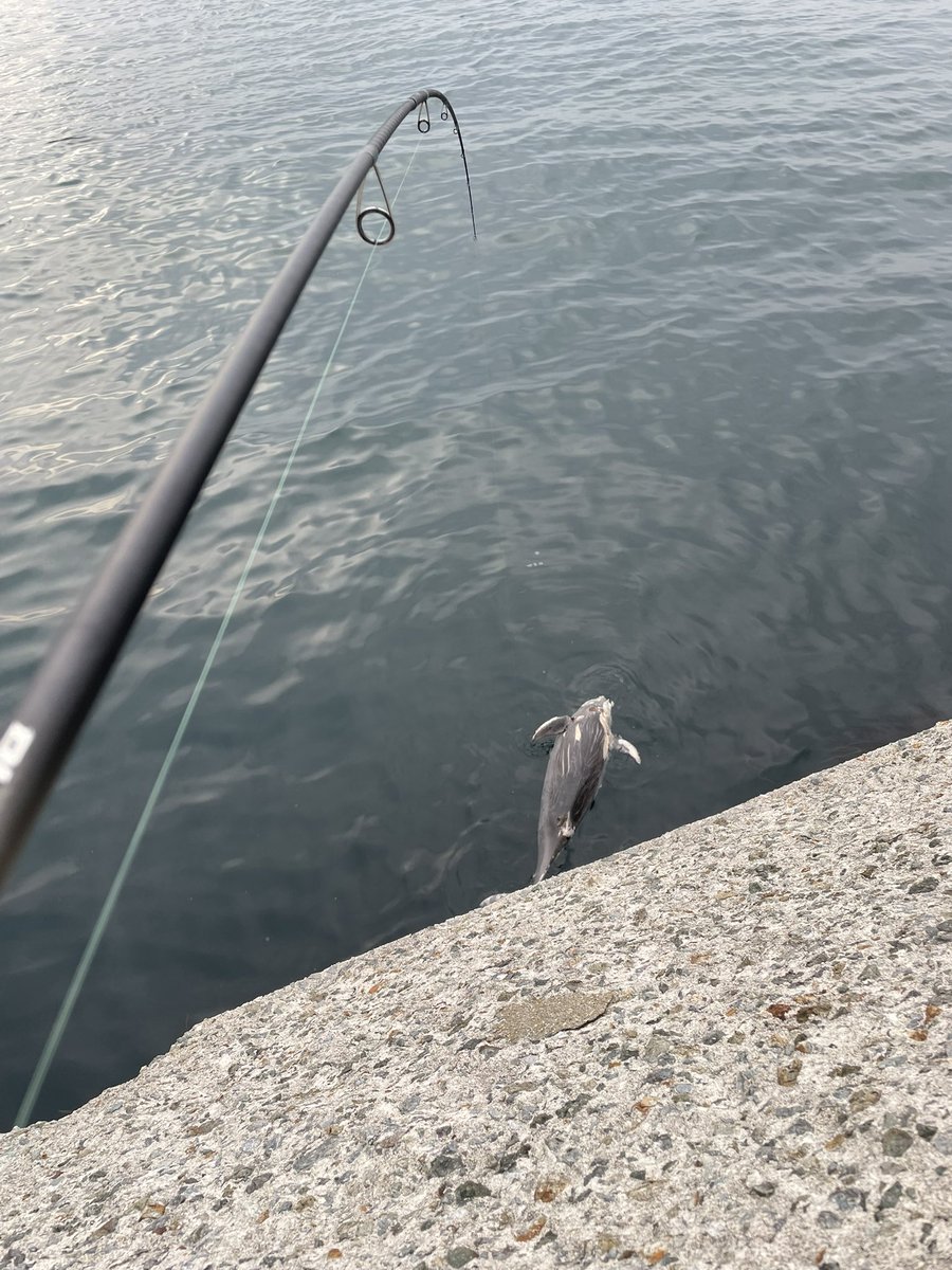 peisakuta's tweet photo. マグロ釣れた（死体） https://t.co/cmX5ioIj0V
