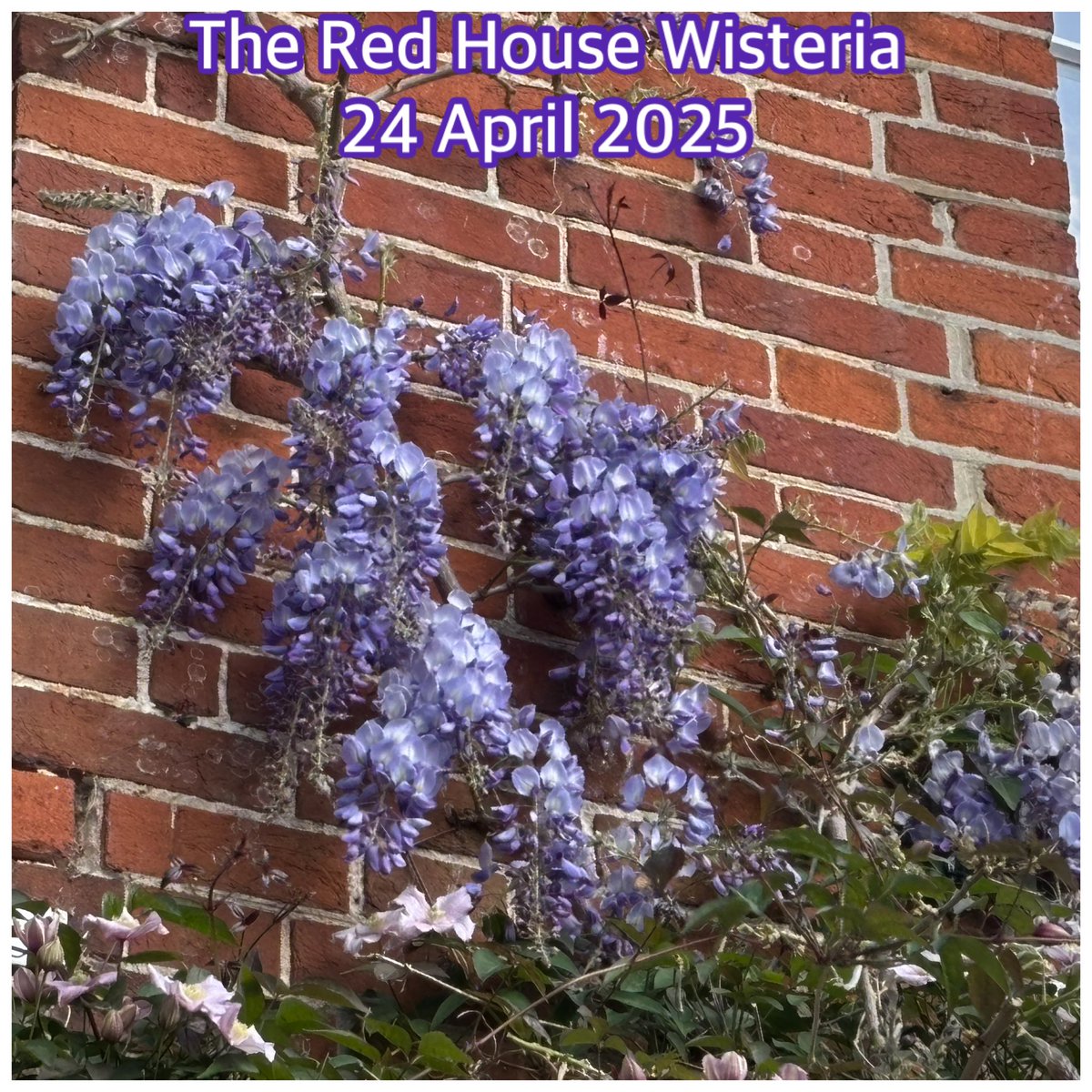 Enjoyed early morning circular walk along Crag Path to town, along river wall, Jubilee Walk &amp; permissive path. Afternoon <a href="/redhouse_alde/">The Red House, Aldeburgh</a> - volunteer shift in the Library, Entrance Hall + leading upstairs walk through with a lovely group of visitors. Evening with Inspector Linley🤩