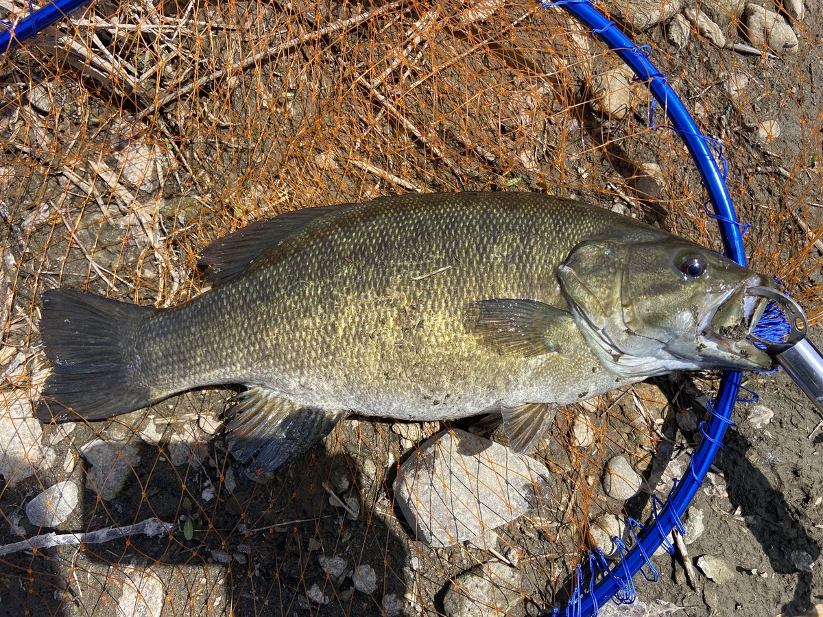 advancezero007's tweet image. ついこないだ近所の川沿いで車両で出動待機中、軽く息抜き程度に3投したら即バス釣れました。