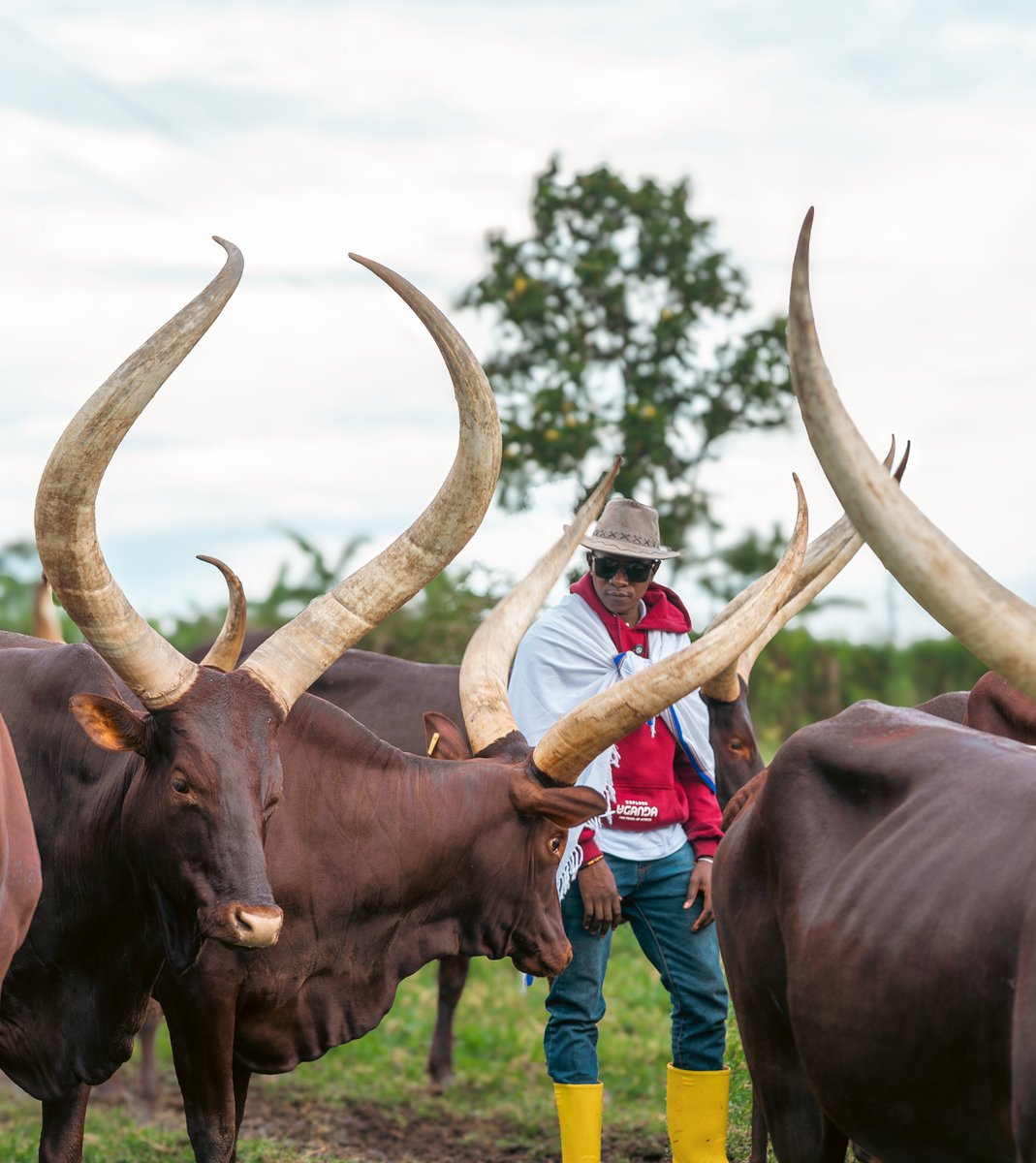Ssenyonyiderick's tweet photo. Thank you, @emburara, for being such an incredible host to me and the team. The hospitality, the depth of cultural knowledge, and the rich heritage you shared were nothing short of exceptional.

This wasn’t just a stay - it was a full cultural immersion. I’m leaving here with a deeper appreciation for Ankole traditions, and a heart full of gratitude.

Till next time🤝

Now, there is this park that is so special to me in Western Uganda, care to guess?🦓🐎

 #ExploreUganda #UniquelyOurs