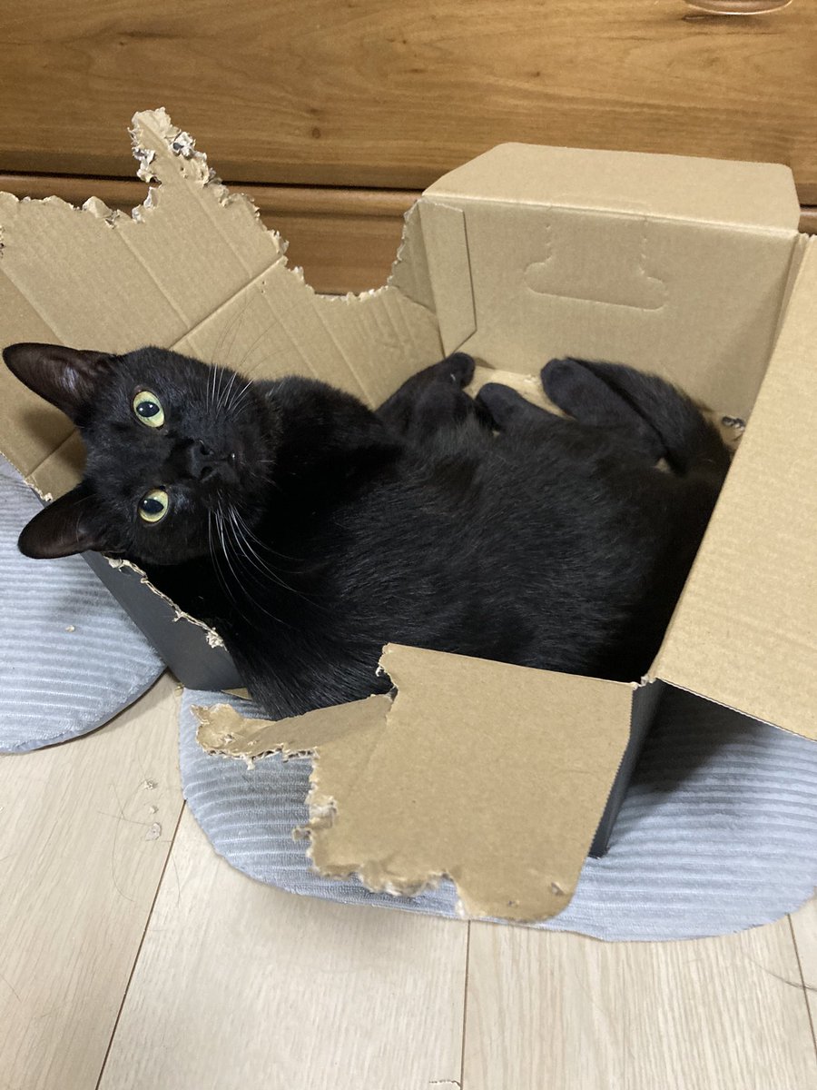 あつあつ🙀脱力🌱☘️🍀 (@kewei1m) on Twitter photo 