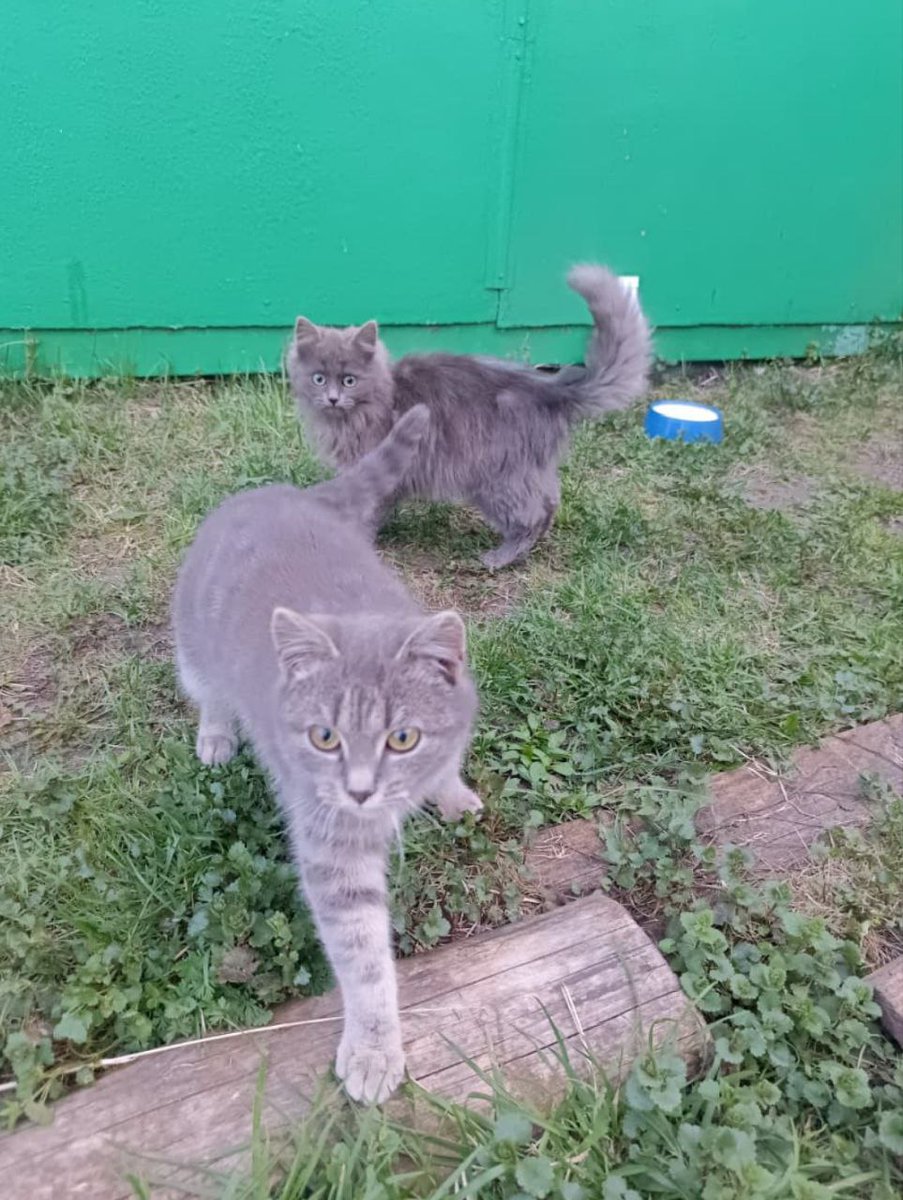 Мне прислали весточку от  деревенских котиков ....кошочка на втором плане, конечно как из страдающего средневековья