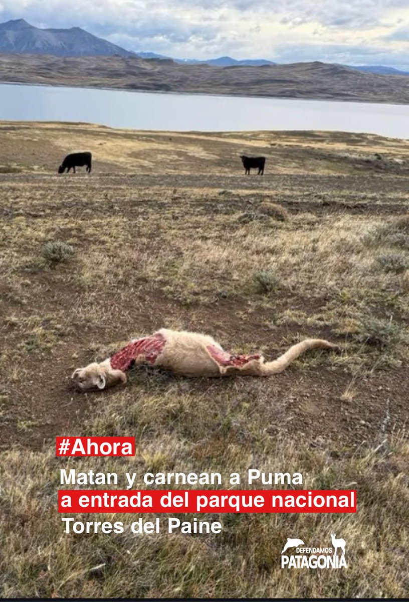 Cazadores furtivos están acabando con la fauna nativa en #Chile hace unos días eran Vicuñas en el Norte y hoy aparecen #Pumas desmembrados en la #Patagonia y el Gobierno "ecologista" y <a href="/MMAChile/">Ministerio del Medio Ambiente</a> no dicen nada..

#BoricVerguenzaInternacional lorene Prieto, Kast,Boric,Toha