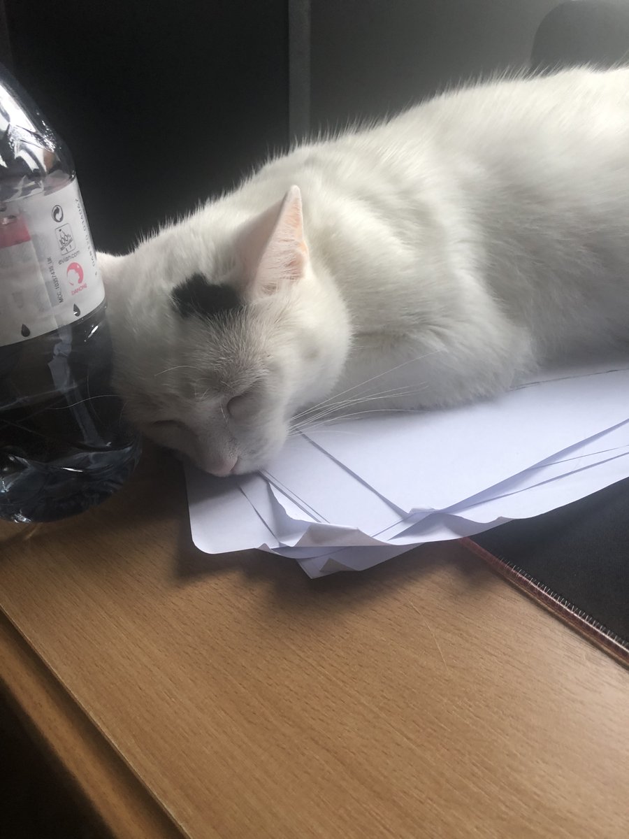 Magnetmat_'s tweet photo. I have bad news, I’ve had to put my cat down recently and because of that, I won’t be streaming this weekend. He suffered a blood clot in his leg that forced him to have no feeling in it. He was a rescue from the RSPCA and we had him since 2014. Polo was his name. https://t.co/jmBQNpy6YX