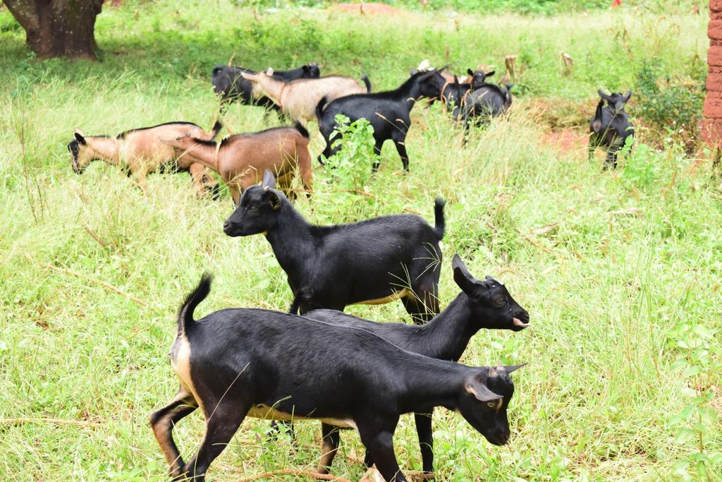 1.  #Burundi: Le chef de cabinet du gouverneur de <a href="/CankuzoProvince/">Province Cankuzo</a> Pierre Claver Nakumuryango a effectué, ce mercredi, une visite de terrain en commune #Mishiha pour s'enquérir des réalisations du projet #Kaze_Twiyunge du consortium <a href="/RESCUEorg/">IRC - International Rescue Committee</a>, #JRS, #AVSI, terre des hommes, etc.