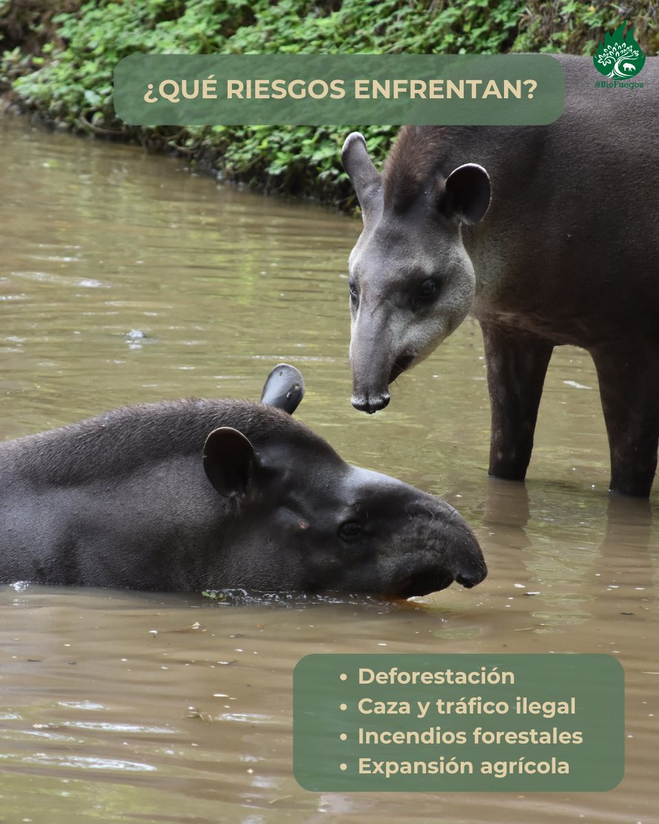 Ecolmod_UN tweet media