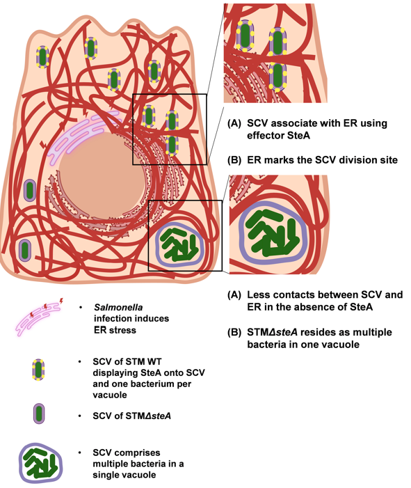 mBio (@mbiojournal) on Twitter photo Endoplasmic reticulum facilitates the coordinated division of #Salmonella-containing vacuoles. New #mBio study by <a href="/umeshchopra17/">umesh chopra</a> <a href="/DipaLab_IISc/">Prof. Dipshikha Chakravortty's Lab</a>. doi.org/10.1128/mbio.0… Endoplasmic reticulum facilitates the coordinated division of #Salmonella-containing vacuoles. New #mBio study by <a href="/umeshchopra17/">umesh chopra</a> <a href="/DipaLab_IISc/">Prof. Dipshikha Chakravortty's Lab</a>. doi.org/10.1128/mbio.0…