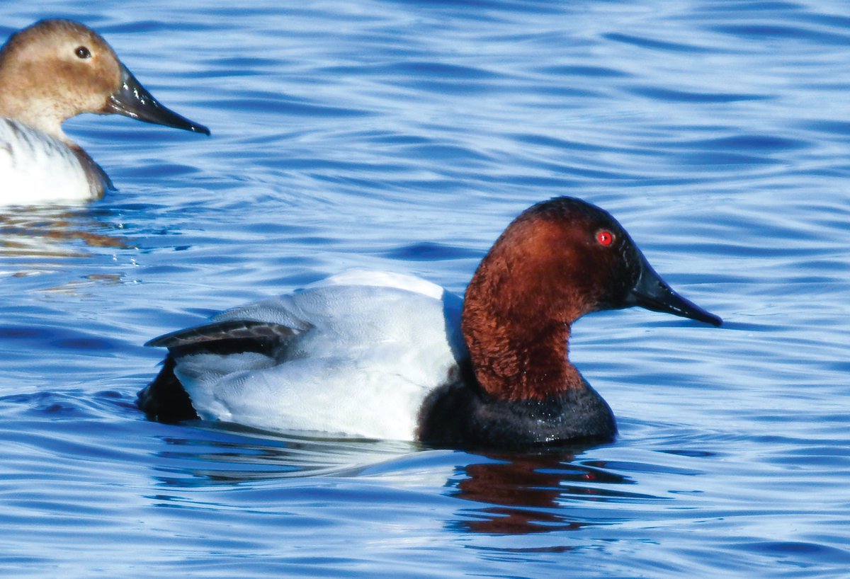 Leduc Rep (@leducrep) on Twitter photo This week’s ‘Leduc in a flash’ comes from Cindy Danyluk-Boisvert and captures a Canvasback Duck floating on Telford Lake.
Do you have a photo showing off the city? Send it to PWilliams@postmedia.com for your chance to be featured in the Rep. This week’s ‘Leduc in a flash’ comes from Cindy Danyluk-Boisvert and captures a Canvasback Duck floating on Telford Lake.
Do you have a photo showing off the city? Send it to PWilliams@postmedia.com for your chance to be featured in the Rep.