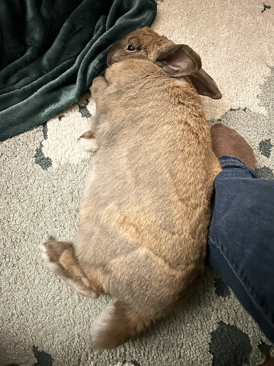 LvAPictures's tweet image. Nog altijd zo dankbaar en blij dat dit lieve moppie bijna 4 jaar geleden op mijn pad kwam.. 🥰🥹

Heerlijk om zo’n relaxte nijn te hebben! ❤️🐰 Zoveel liefde die je krijgt van een huisdier. Een maatje die op je wacht tot je weer thuis bent van werk oid… 🤩

#Chuck #loveher