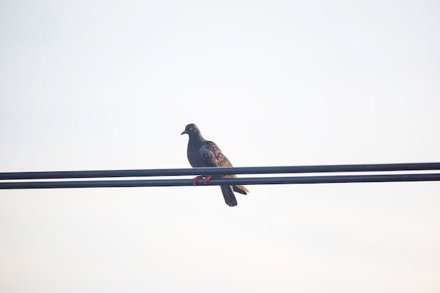 Hier zu sehen eine „TAUBE“ die sich induktiv wieder auflädt. 
Auch bekannt als :

T= Taktische
A= Aufklärungs
U= Und
B= Beobachtungs
E= Einheit