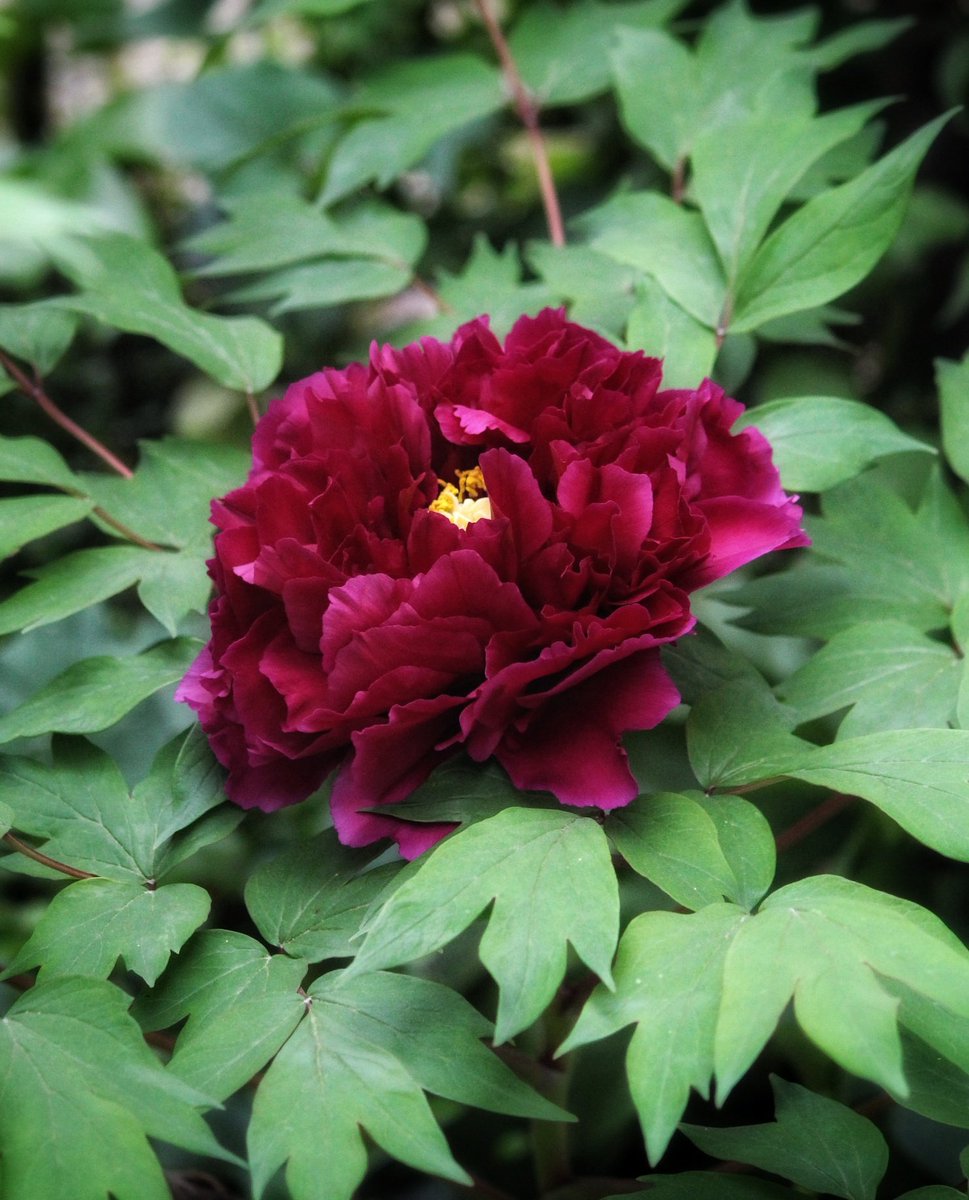 Good morning !

お庭の牡丹が咲きました
今年は蕾が5つ付きました
一番乗りで咲いた牡丹です

#おはようございます #牡丹