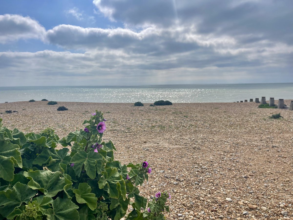 AngelikaHTCG's tweet photo. Love the unpredictability of the waves🧜🏻♀️♥️ #wildswimming #beachlife #vitaminsea #PettLevelBeach and the old pretty #TreeMallow showing off its first blooms 💜 @BSBIbotany #wildflowers #thursdaymood https://t.co/zj7qu7mxax