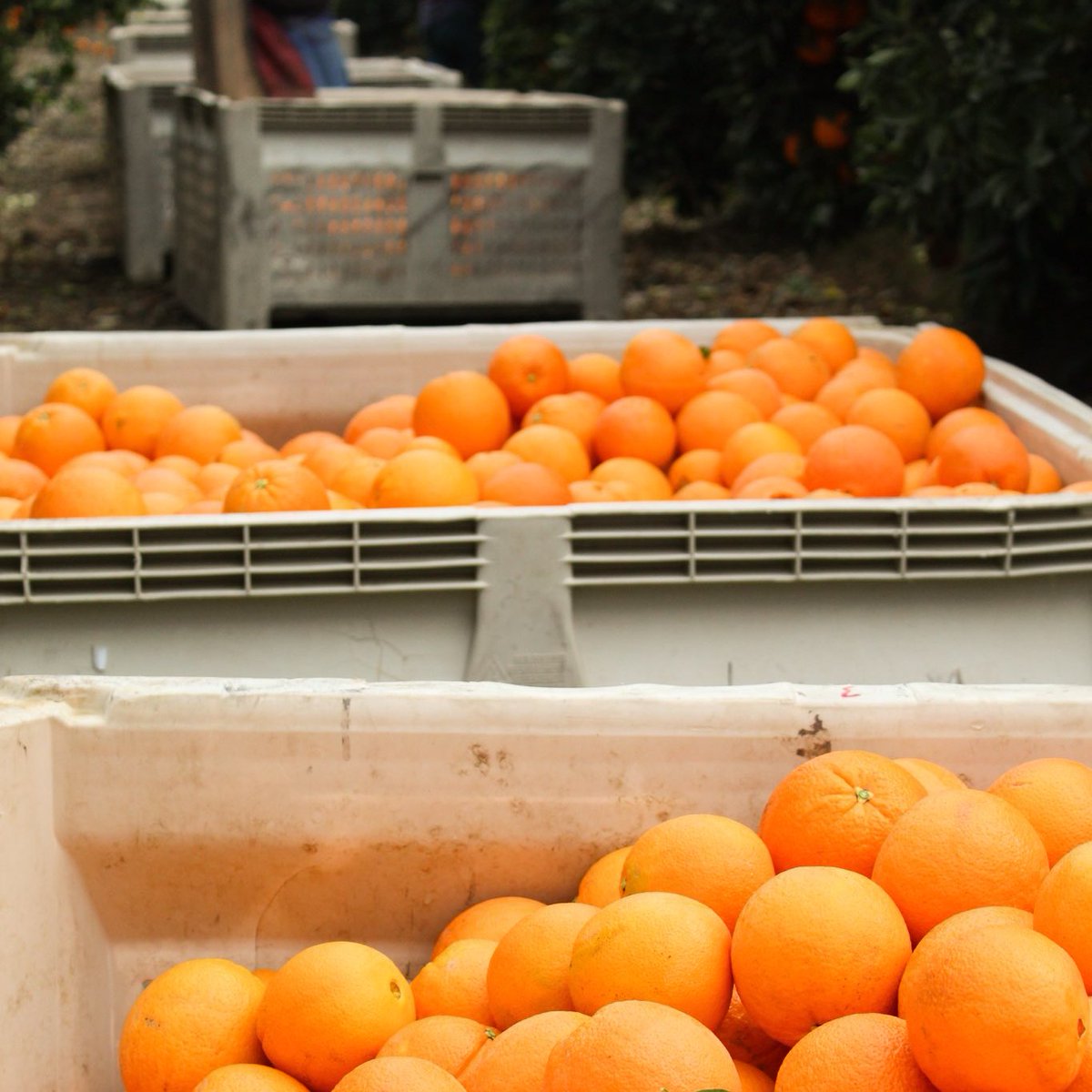 Is there anything more satisfying than the sweet taste of a Navel Orange? ✨

Easy to peel and an excellent source of vitamin C and fiber, this citrus variety is perfect for work, school, road trips and more. Are you a fan? 🍊

#EatMoreCitrus