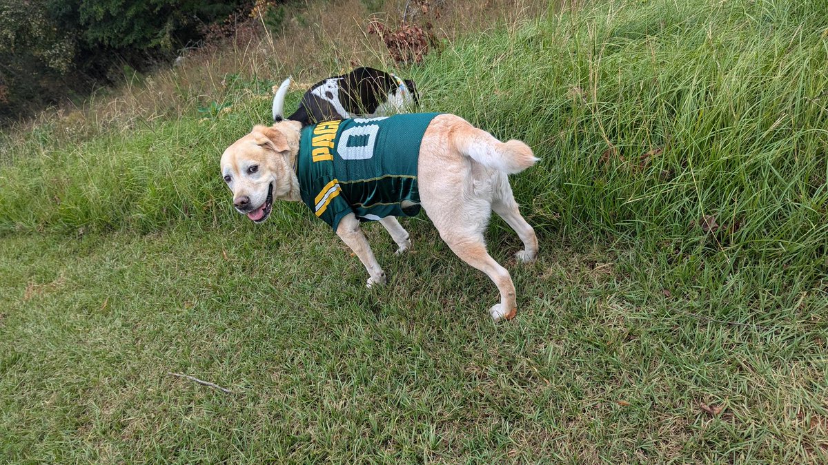 ArdentlyGrant's tweet image. Lucy used to be the  #Packerbackers mascot. 

Then, just 2-3 ppl decided they dont want her at the games,  "misrepresented" statements about the sports bar mgmt not wanting her there,and  the rest of club unaware or silent, 
...and boom. Lucy is Fired as Mascot. 

The Greenville