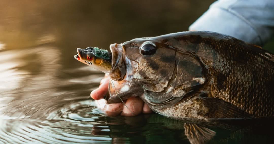 What a cool picture. I think I borrowed this from the @the_frog_factory page, but whoever took the photo did an awesome job. 😀 Their frogs are great. 

#fishing #BoomBoomFrog #frogfishing #frogfactory #bassfishing #bassmaster #bassboat #BagwellFishing