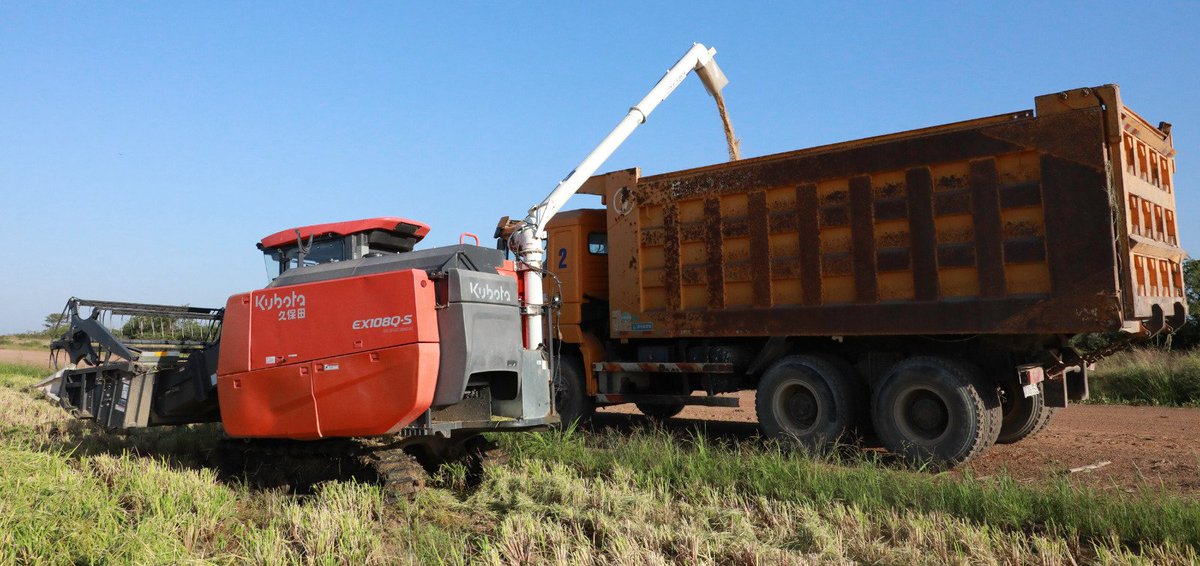 Hoy constatamos, en el municipio pinareño Los Palacios, el avance del proyecto conjunto con #Vietnam para la producción de arroz. Agradecimos el valioso apoyo de esta hermana nación, pues el propósito es llegar a producir en #Cuba todo el arroz que demanda el país.