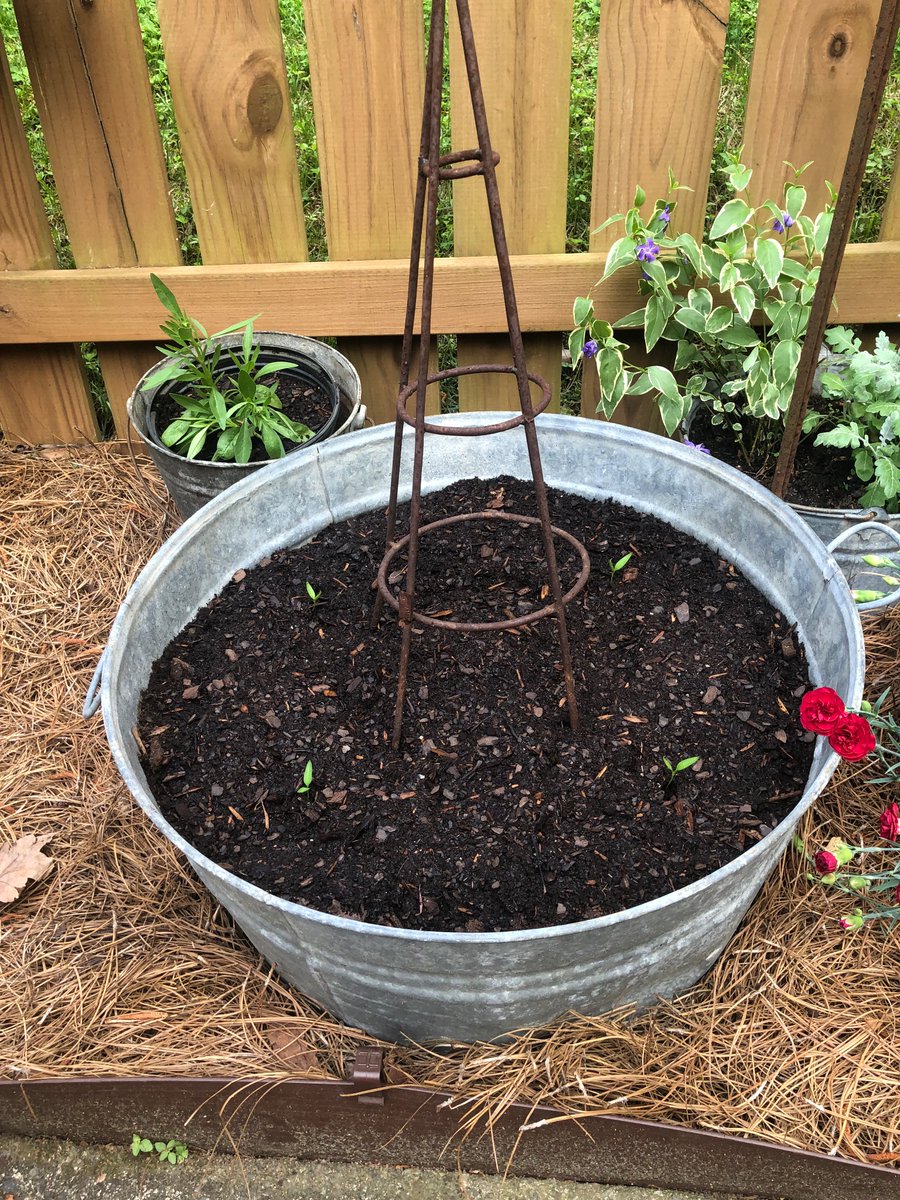 Kelsey Oswalt tweet media