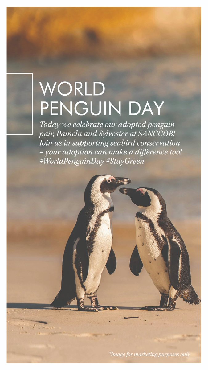 Today we celebrate our adopted penguin pair, Pamela and Sylvester* <a href="/SANCCOB/">SANCCOB</a> ! These amazing foster parents help save endangered chicks along Cape Town's coast. Your adoption can make a difference too! tinyurl.com/3bu8r7be . 🐧 #WorldPenguinDay #StayGreen (*Generic Image)